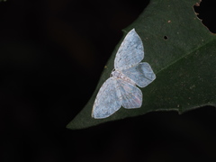 Leucodrepana serratilinea