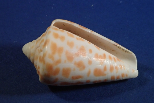 Conus spurius image