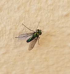 Condylostylus armipes
