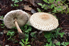 Macrolepiota colombiana