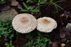 Macrolepiota colombiana
