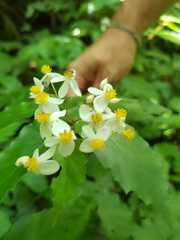 Begonia catharinensis