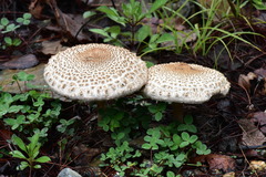 Macrolepiota colombiana