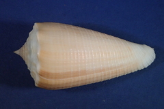 Conus sulcatus image