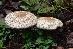 Macrolepiota colombiana