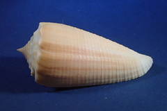 Conus sulcatus
