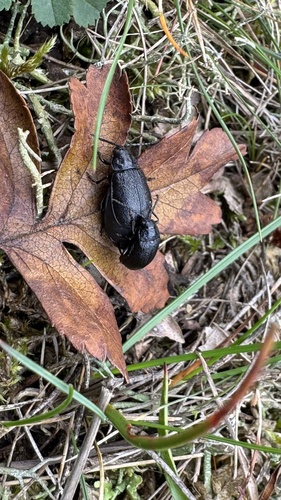 black-punctured leaf beetle, Schoorlse Duinen, Bergen (NH), Noord-Holland, NL, photo 7 of 10