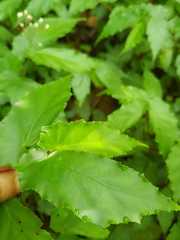 Begonia catharinensis