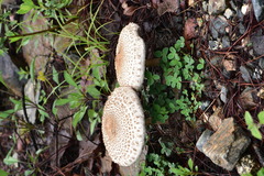 Macrolepiota colombiana
