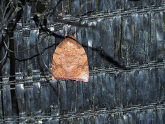 Beara tortriciformis