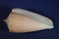Conus sulcatus