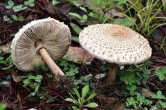 Macrolepiota colombiana