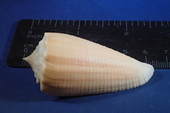 Conus sulcatus
