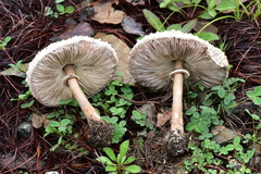 Macrolepiota colombiana