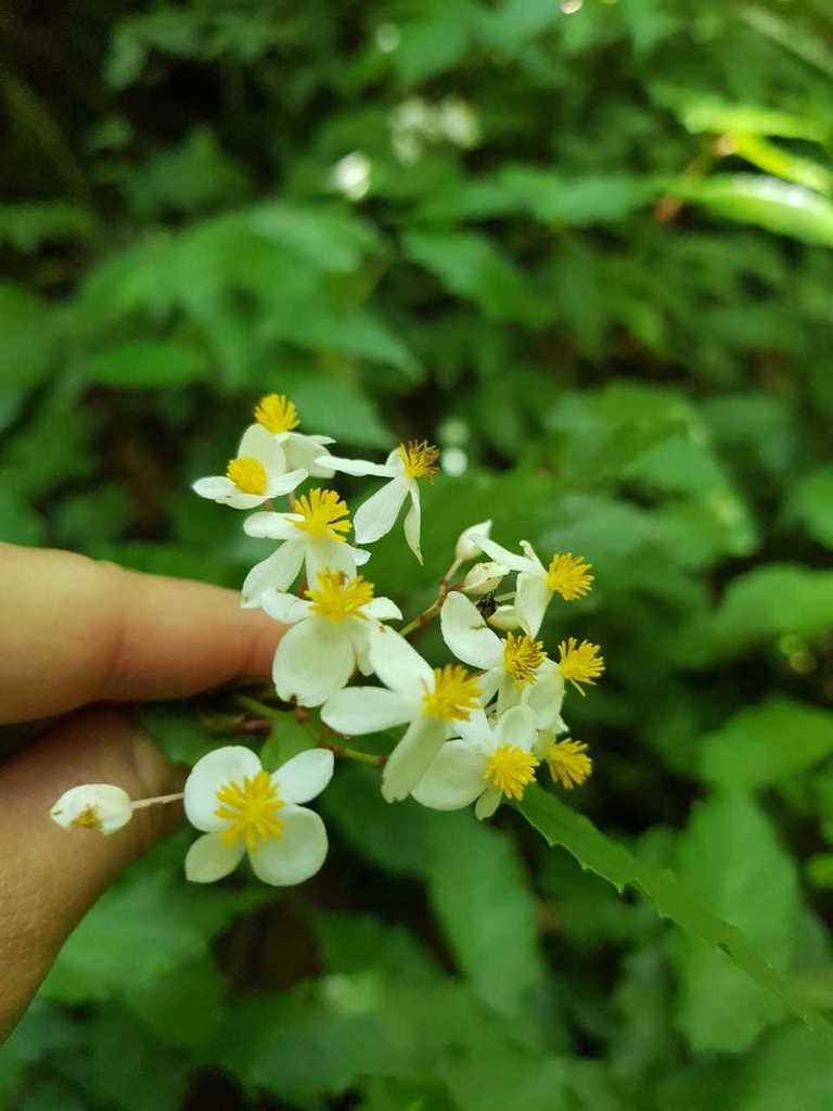 Begonia catharinensis