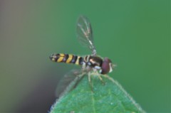 Fazia
