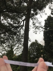Pinus