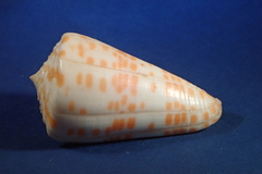 Conus tessulatus