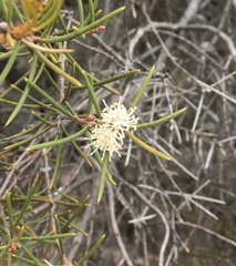 Hakea mitchellii