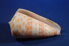 Conus tessulatus