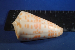 Conus tessulatus