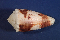 Conus varius image