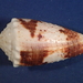Conus varius - Photo (c) Donna Pomeroy, algunos derechos reservados (CC BY-NC), subido por Donna Pomeroy
