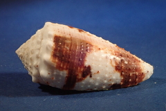 Conus varius
