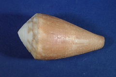 Conus vexillum image