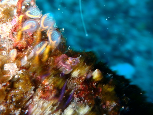 Pycnoclavella detorta