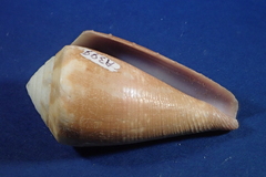 Conus vexillum