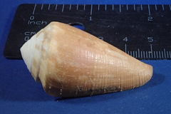 Conus vexillum