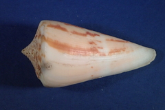 Conus virgatus