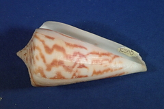Conus virgatus