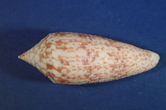 Conus australis image