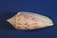 Conus australis