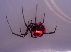 Latrodectus curacaviensis