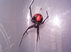Latrodectus curacaviensis