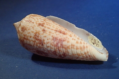 Conus australis