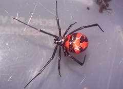 Latrodectus curacaviensis