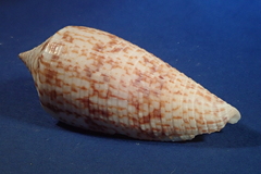 Conus australis