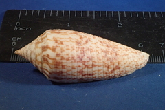 Conus australis