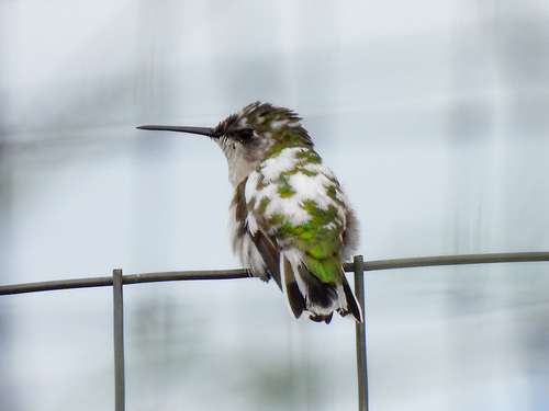 Ruby-throated Hummingbird photographed in Tennessee