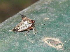 Alcimocoris coronatus