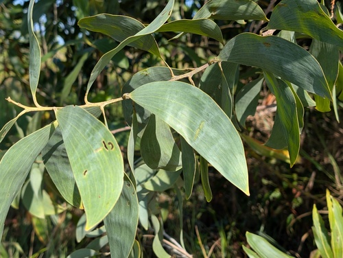 Acacia celsa, 2025-10-05