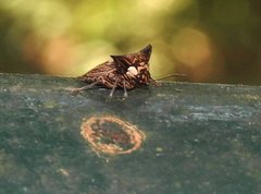 Alcimocoris coronatus