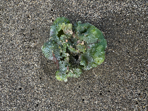 Dictyosphaeria observed 2025-10-07