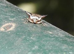 Alcimocoris coronatus