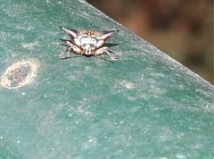 Alcimocoris coronatus