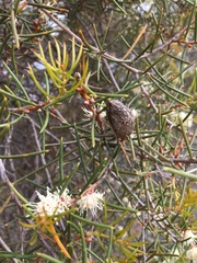Hakea mitchellii